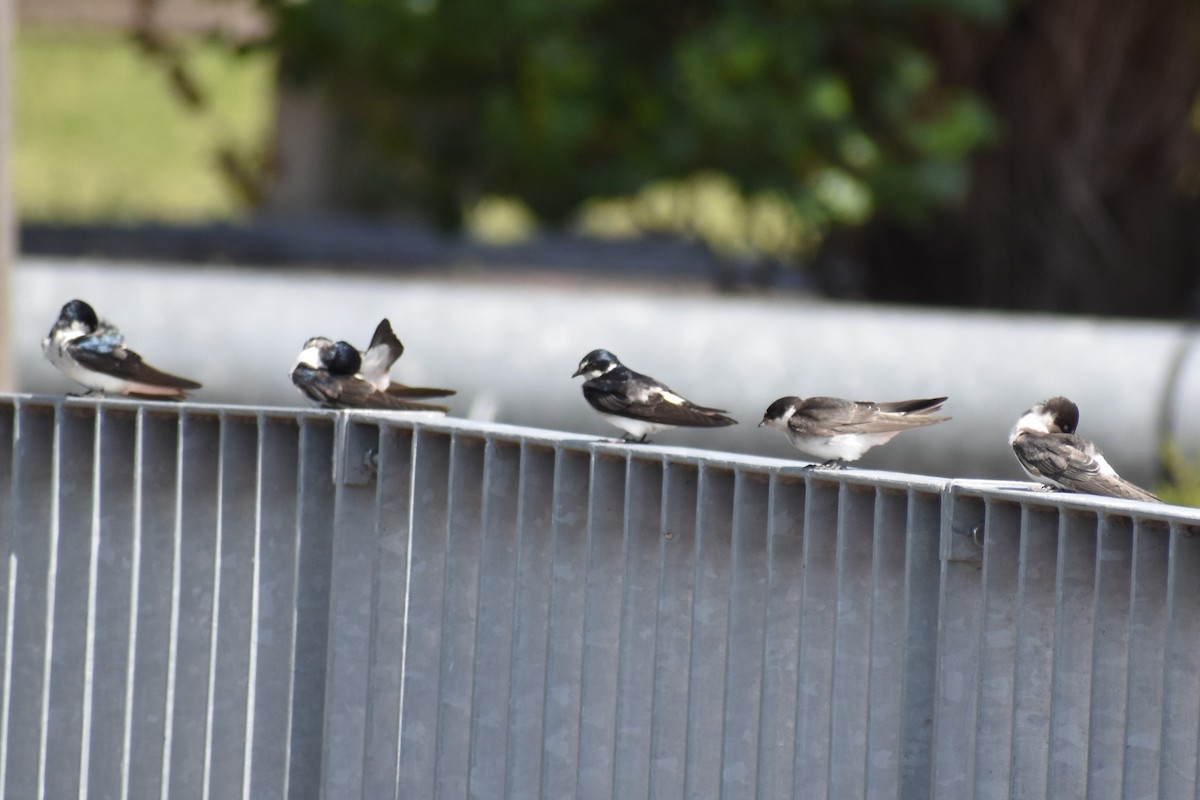 vlaštovka bělokostřecová - ML646737830