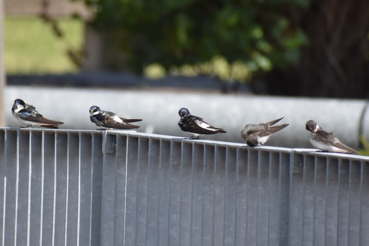 vlaštovka bělokostřecová - ML646737831