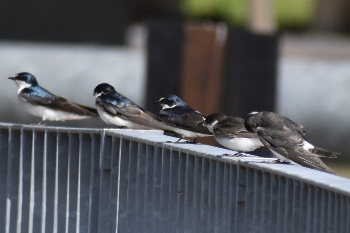 vlaštovka bělokostřecová - ML646737832