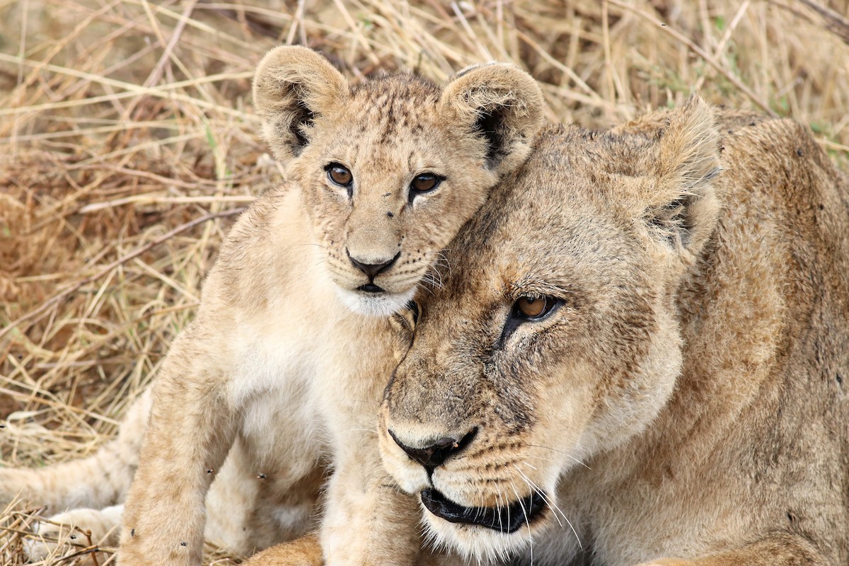 Southern Lion - ML646737833