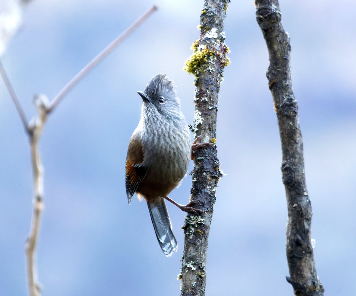 Streak-throated Barwing - ML646737835