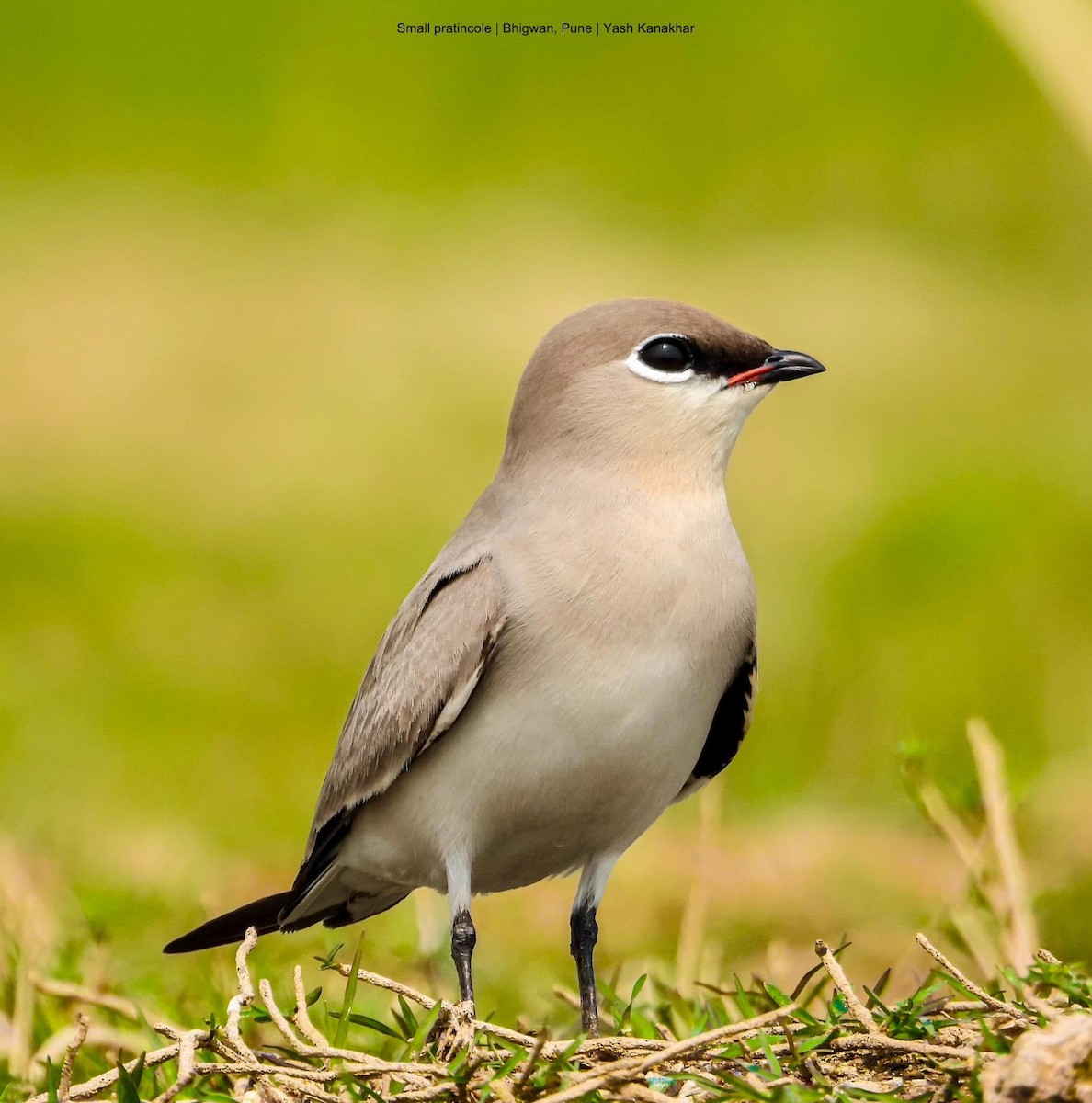 Small Pratincole - ML646737837