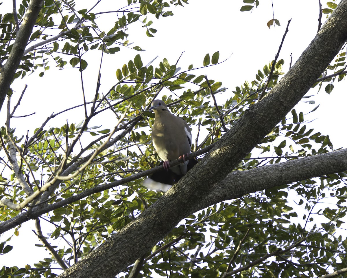 White-winged Dove - ML646737838