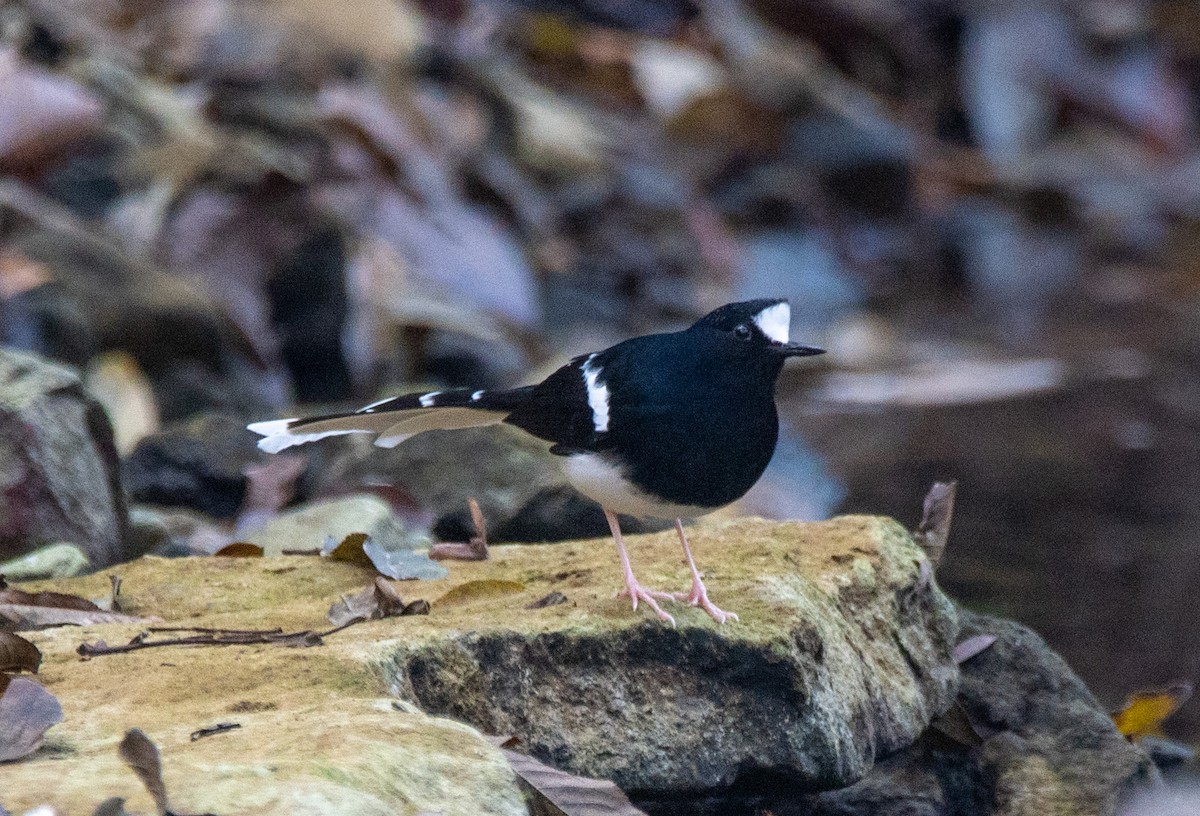 White-crowned Forktail - ML646737839