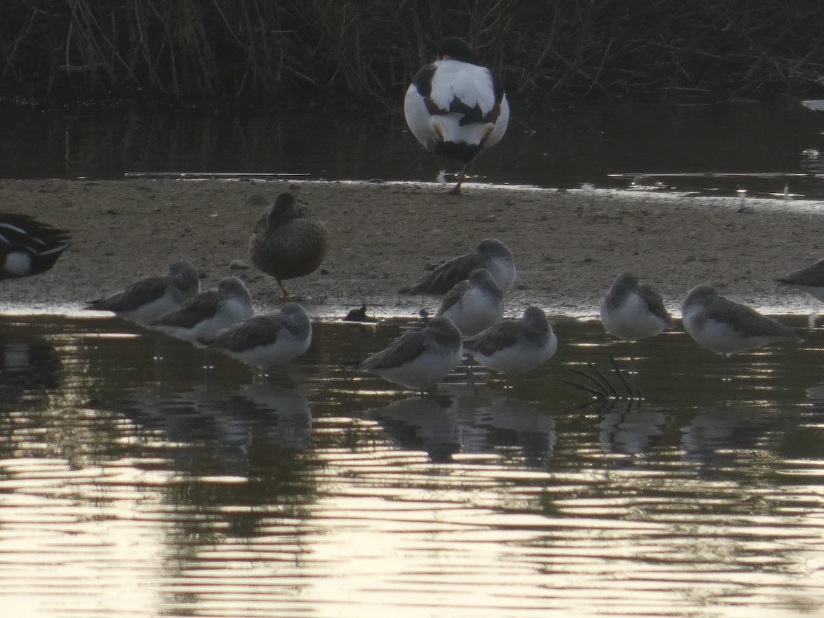 Common Greenshank - ML646737840