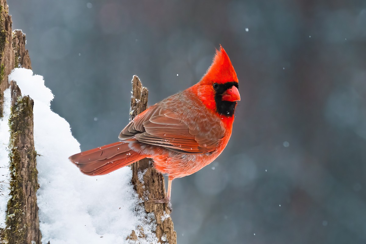 Northern Cardinal - ML646737841
