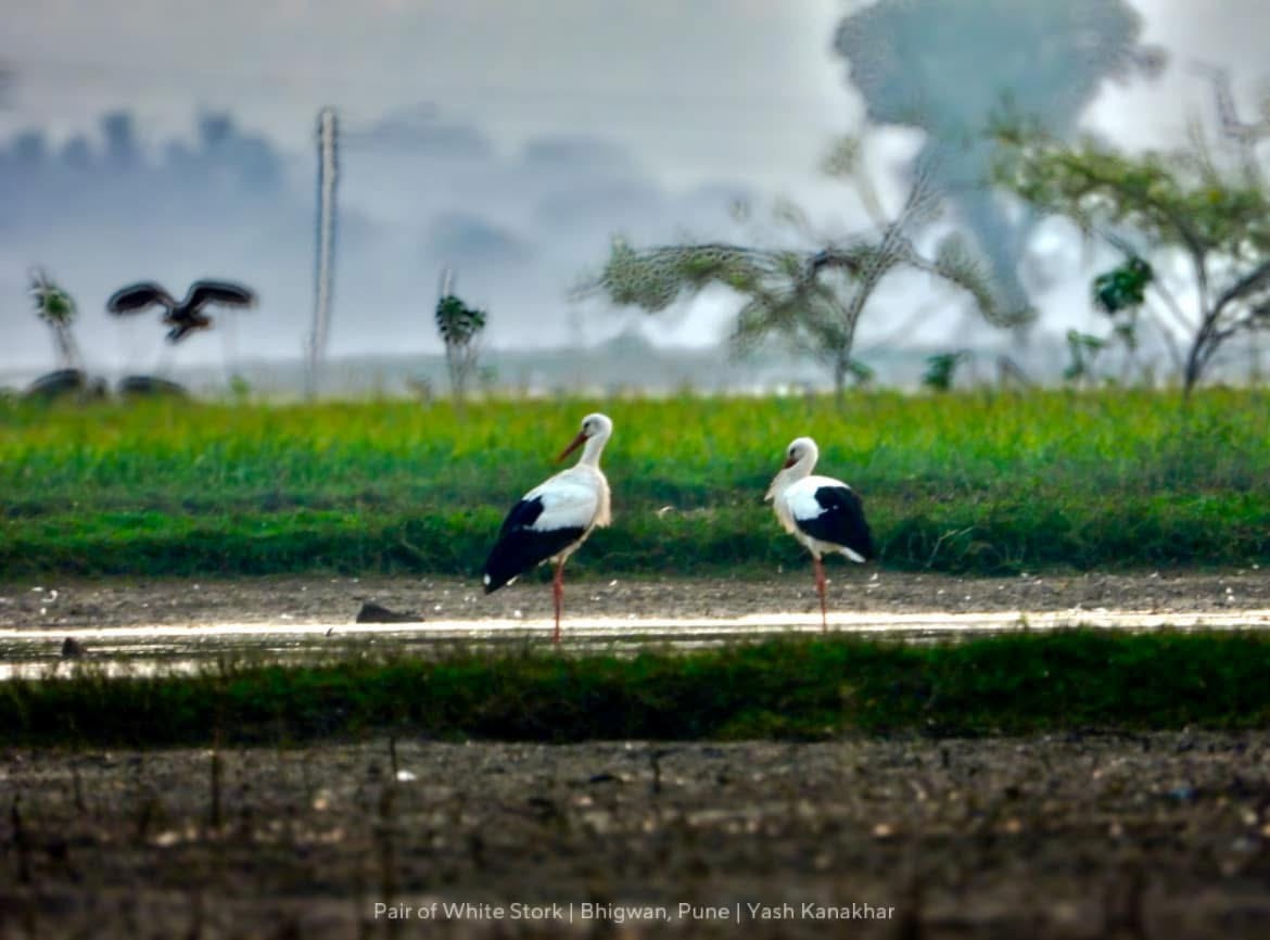 White Stork - ML646737842