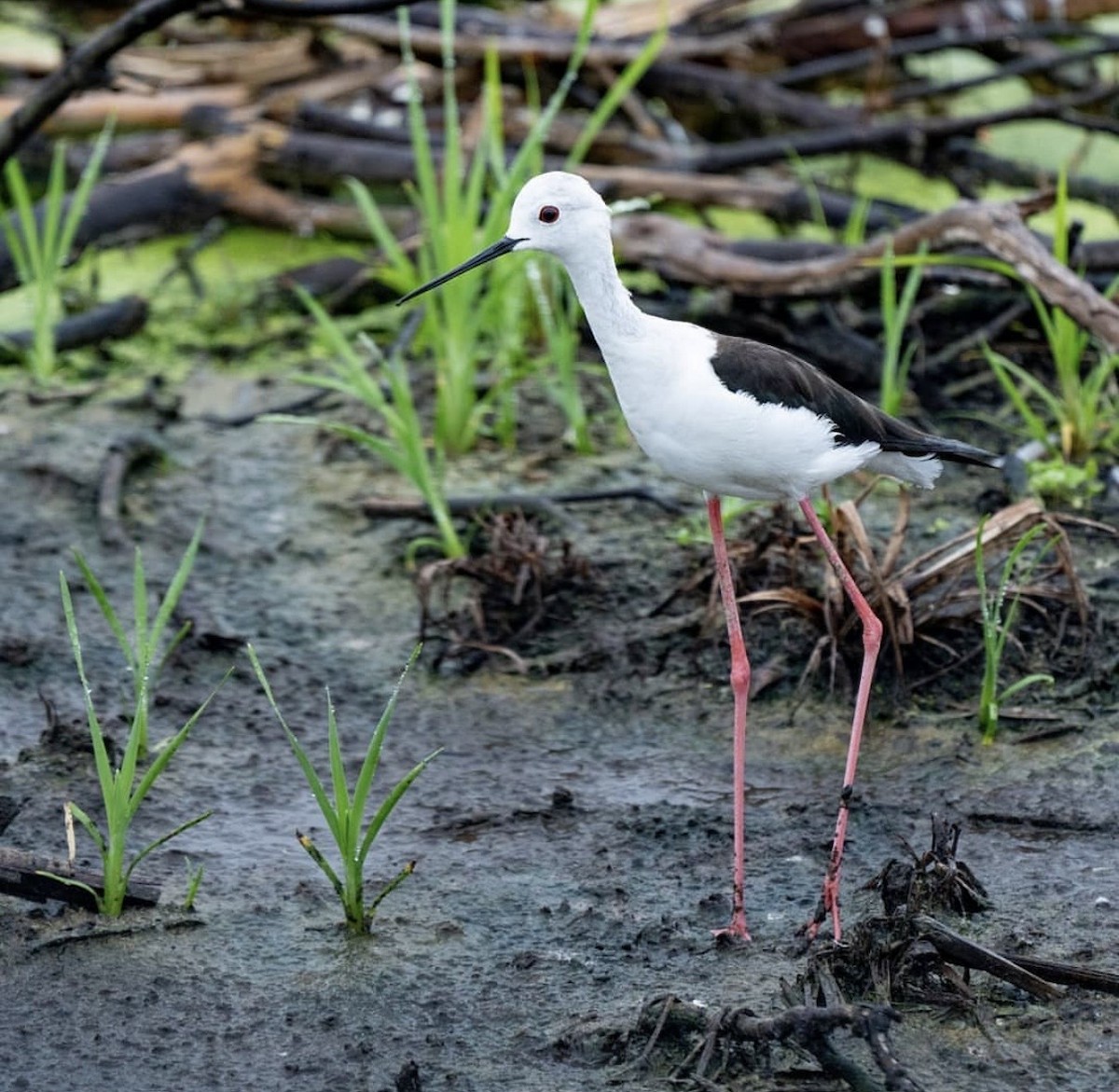 Zankaluze eurasiarra - ML646737843