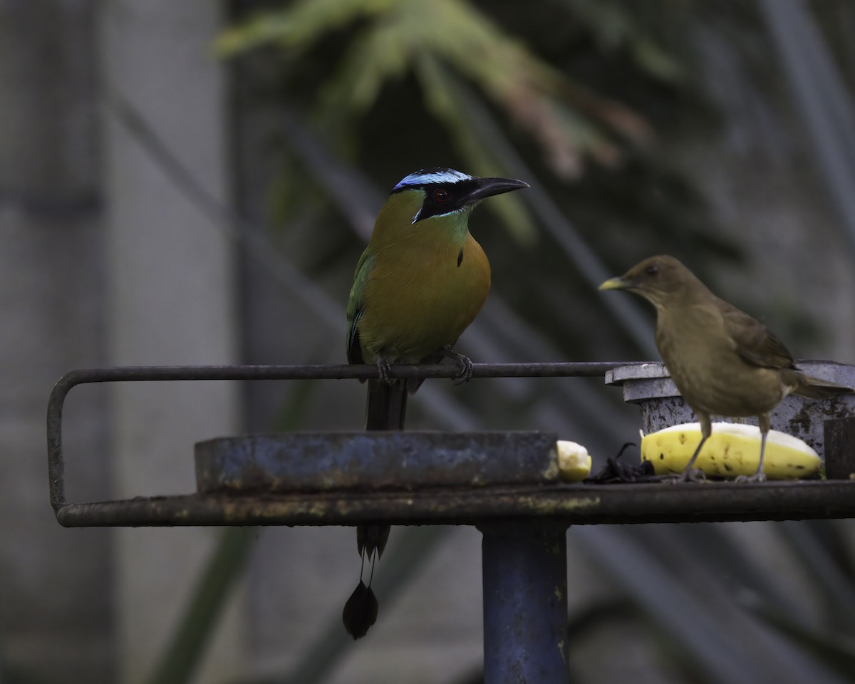 Lesson's Motmot - ML646737844
