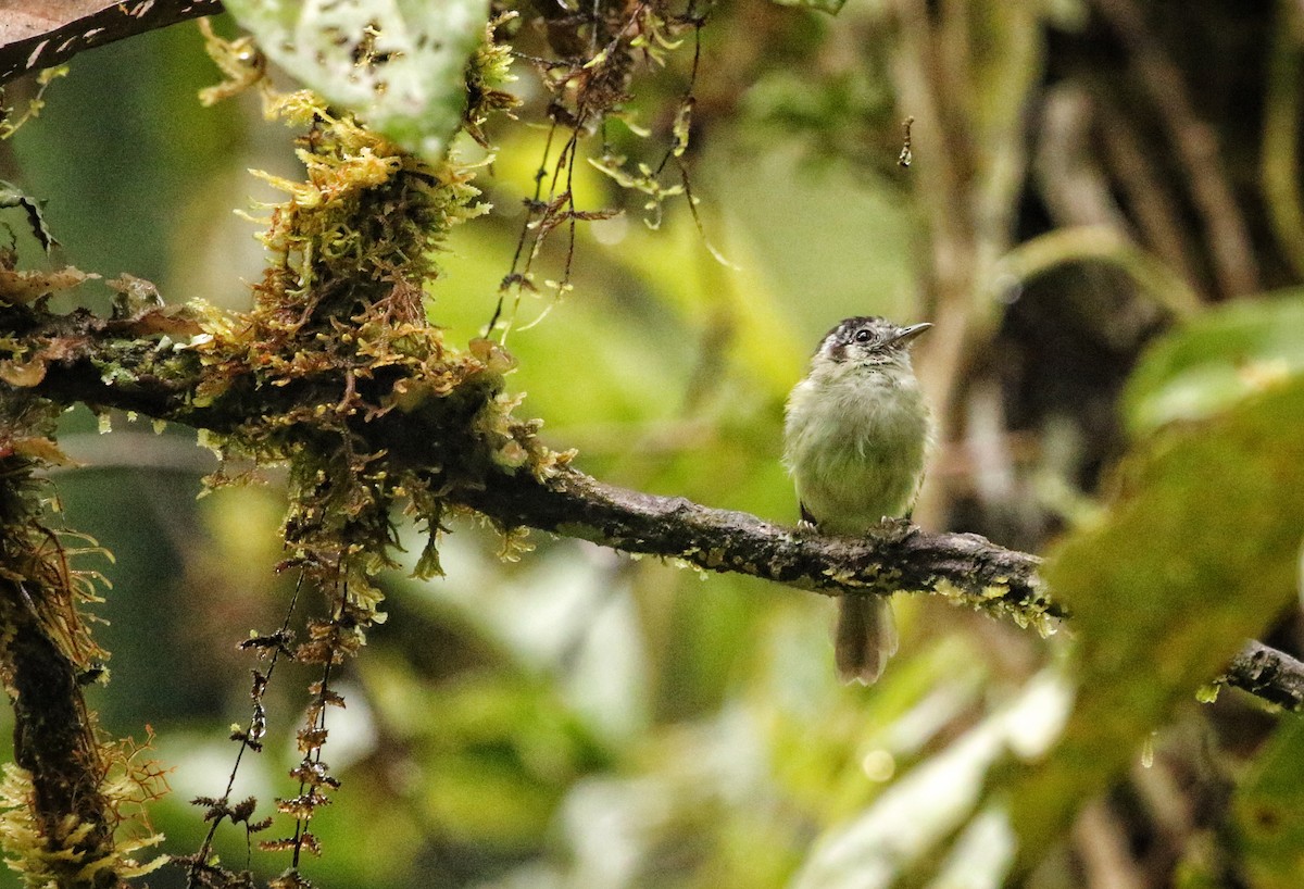 Marble-faced Bristle-Tyrant - ML646737846