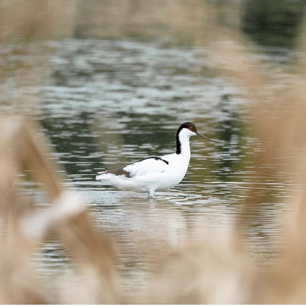 Pied Avocet - ML646737847