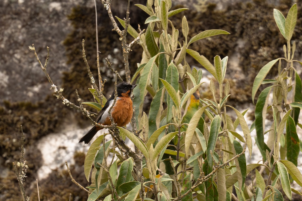 Black-throated Flowerpiercer - ML646737848