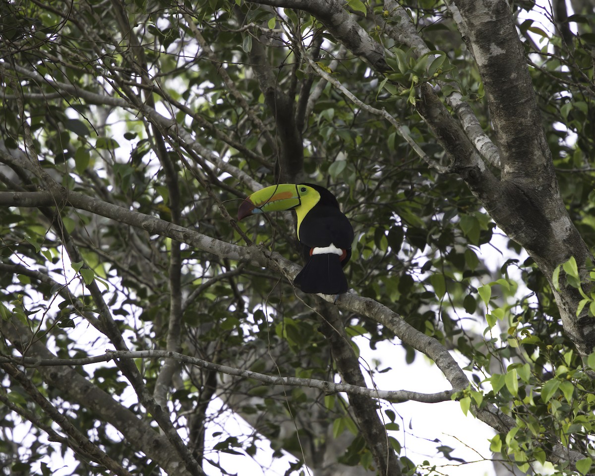 Keel-billed Toucan - ML646737849