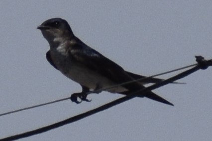 Gray-breasted Martin - ML646737851