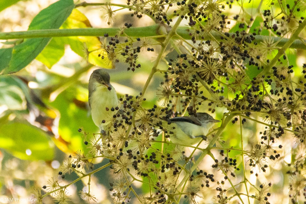 Blue-winged Minla - ML646737852