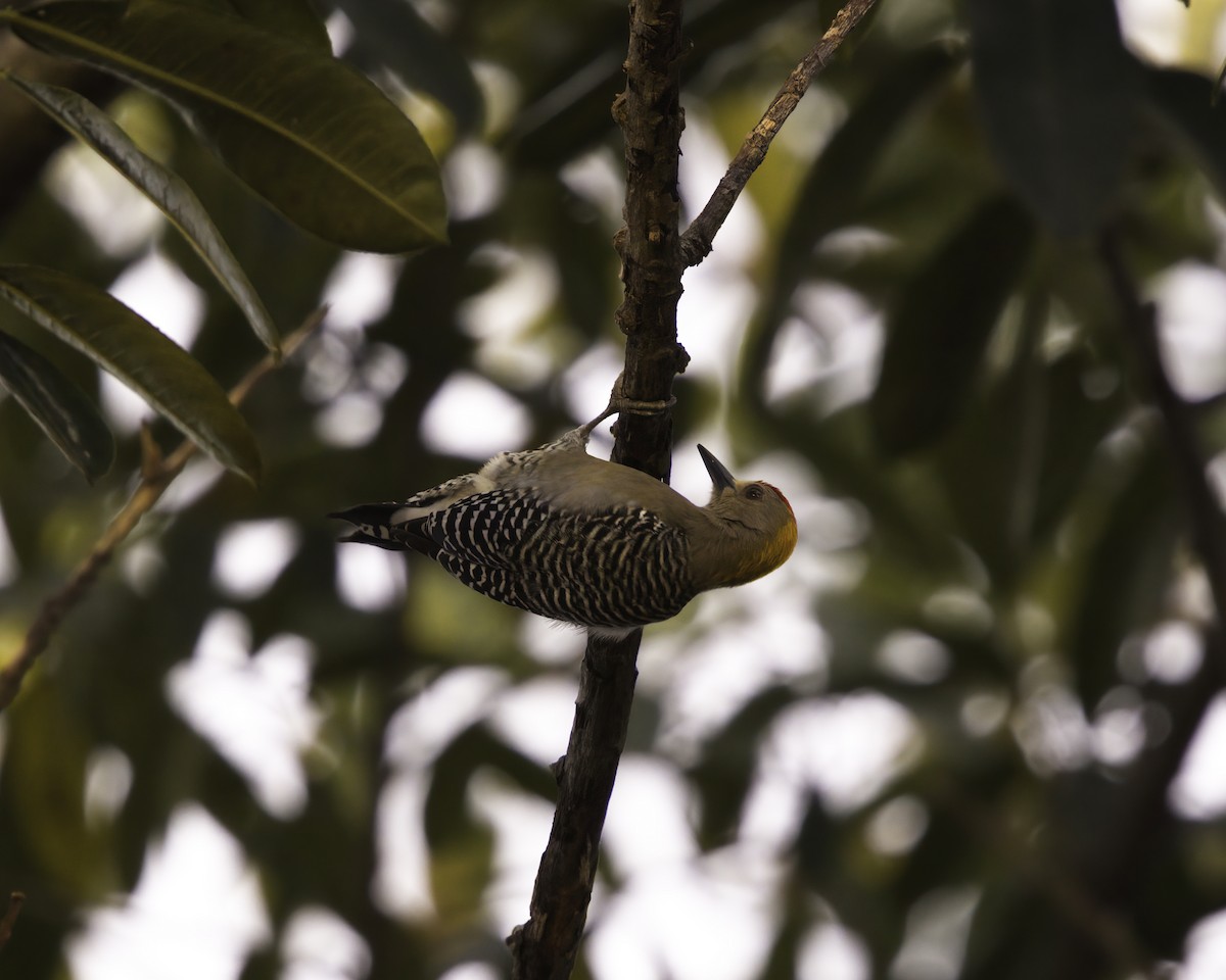 Hoffmann's Woodpecker - ML646737854