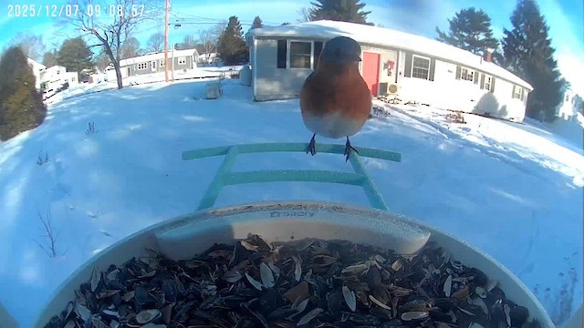 Eastern Bluebird - ML646737855