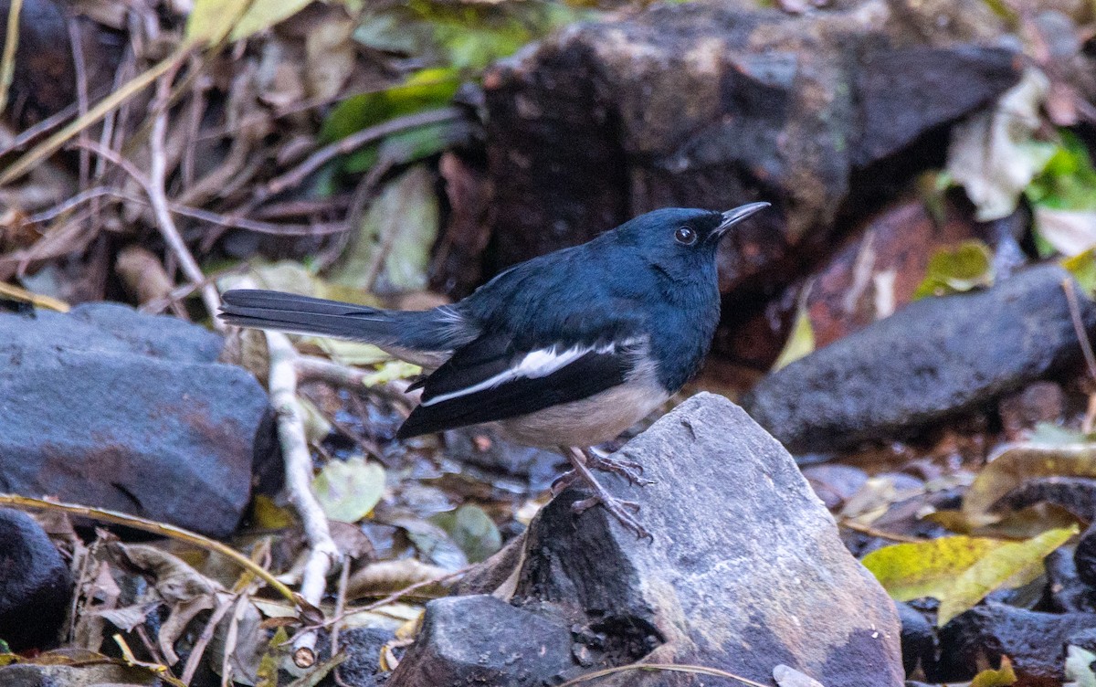 Oriental Magpie-Robin - ML646737857