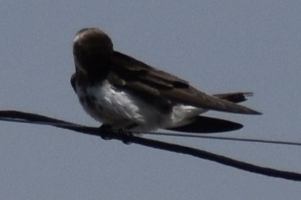 Brown-chested Martin - ML646737858