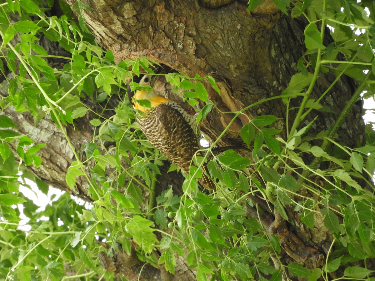 Campo Flicker - ML646737860