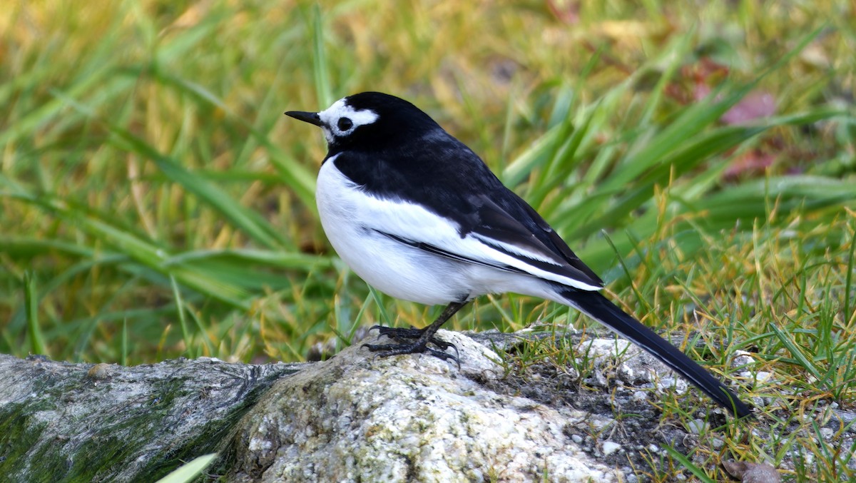 White Wagtail (Hodgson's) - ML646737861