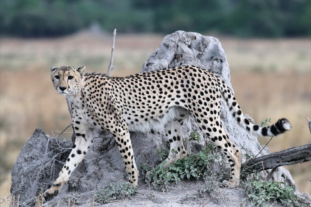 Southern and Eastern African Cheetah - ML646737862