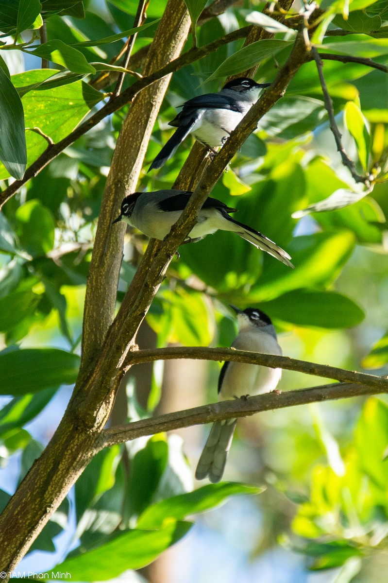 Kara Başlı Sibya - ML646737863