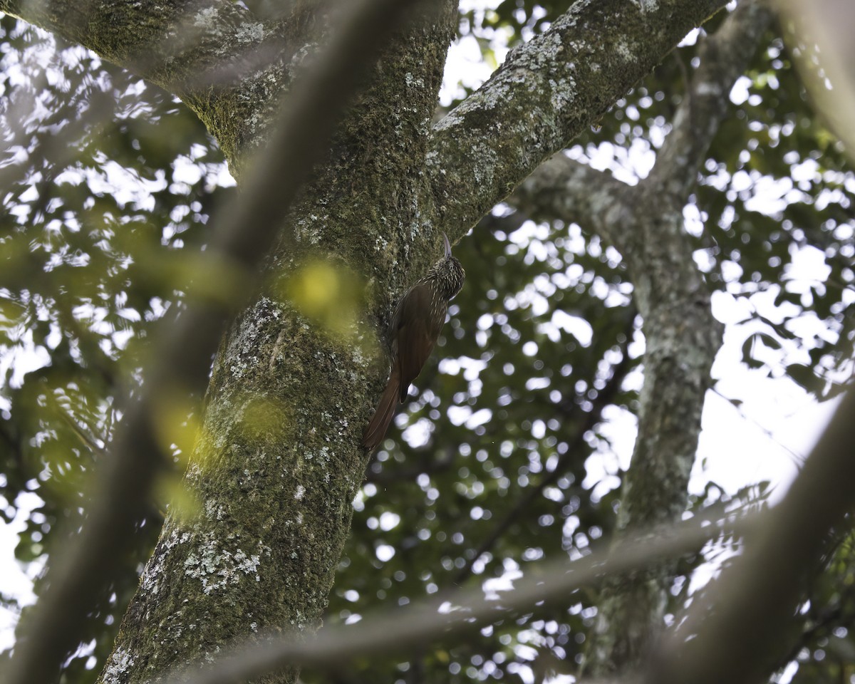 Streak-headed Woodcreeper - ML646737864