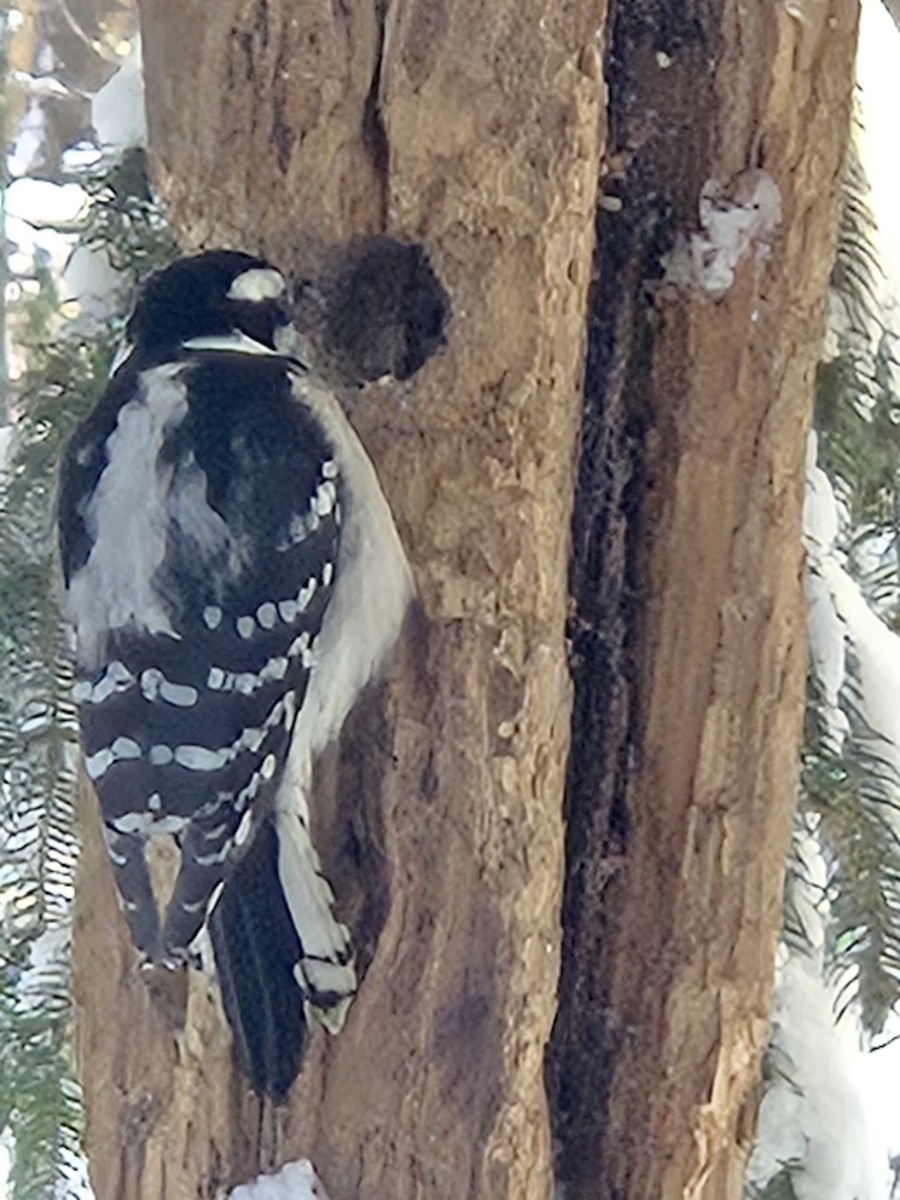 Downy Woodpecker - ML646737867