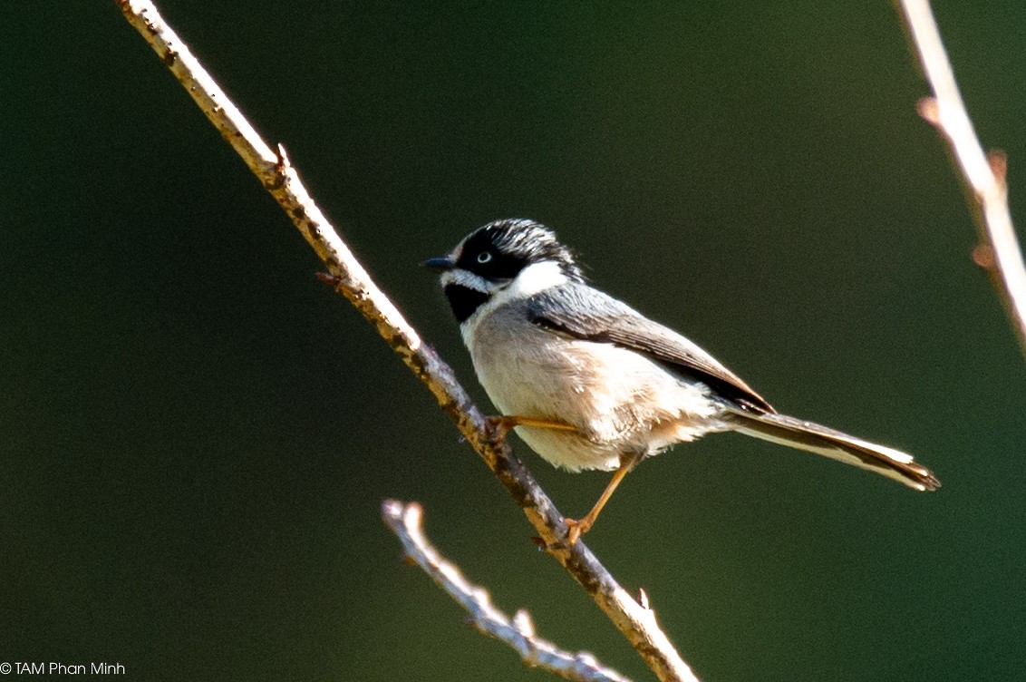 Black-throated Tit - ML646737868