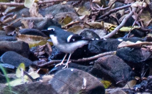Slaty-backed Forktail - ML646737870