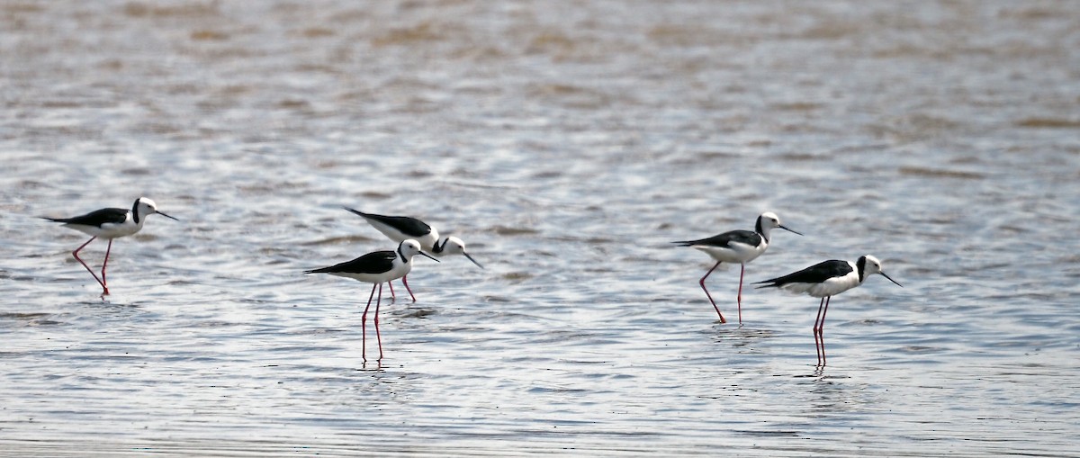 Weißgesicht-Stelzenläufer - ML646737871