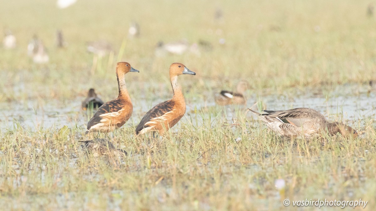 Fulvous Whistling-Duck - ML646737873