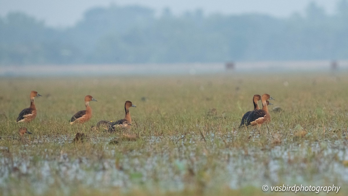 Fulvous Whistling-Duck - ML646737874