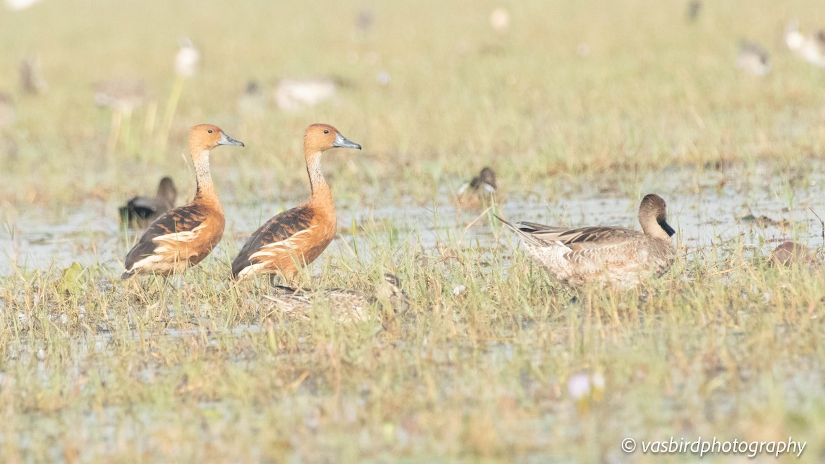Fulvous Whistling-Duck - ML646737875
