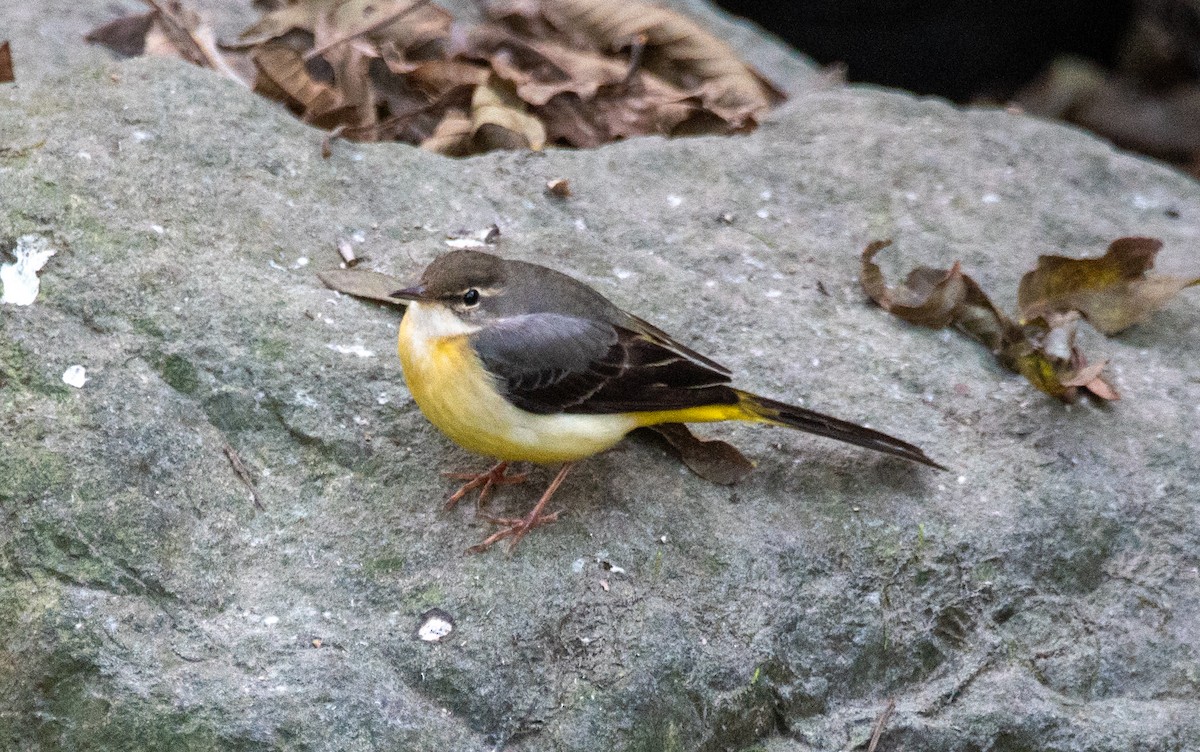 Gray Wagtail - ML646737877