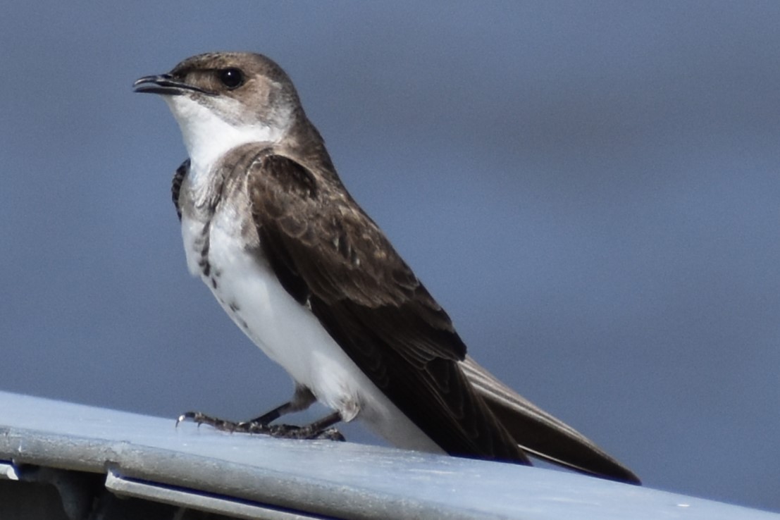 Braunbrustschwalbe - ML646737880