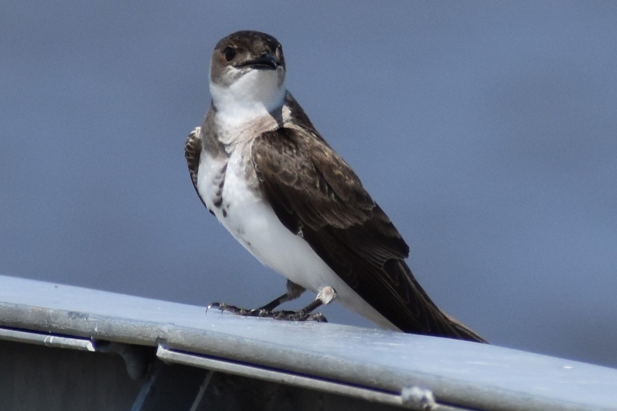 Braunbrustschwalbe - ML646737881