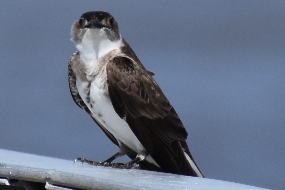 Braunbrustschwalbe - ML646737883