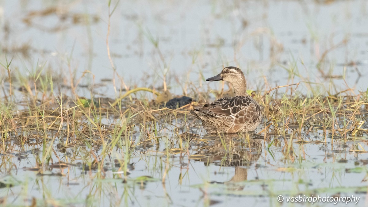Garganey - ML646737885