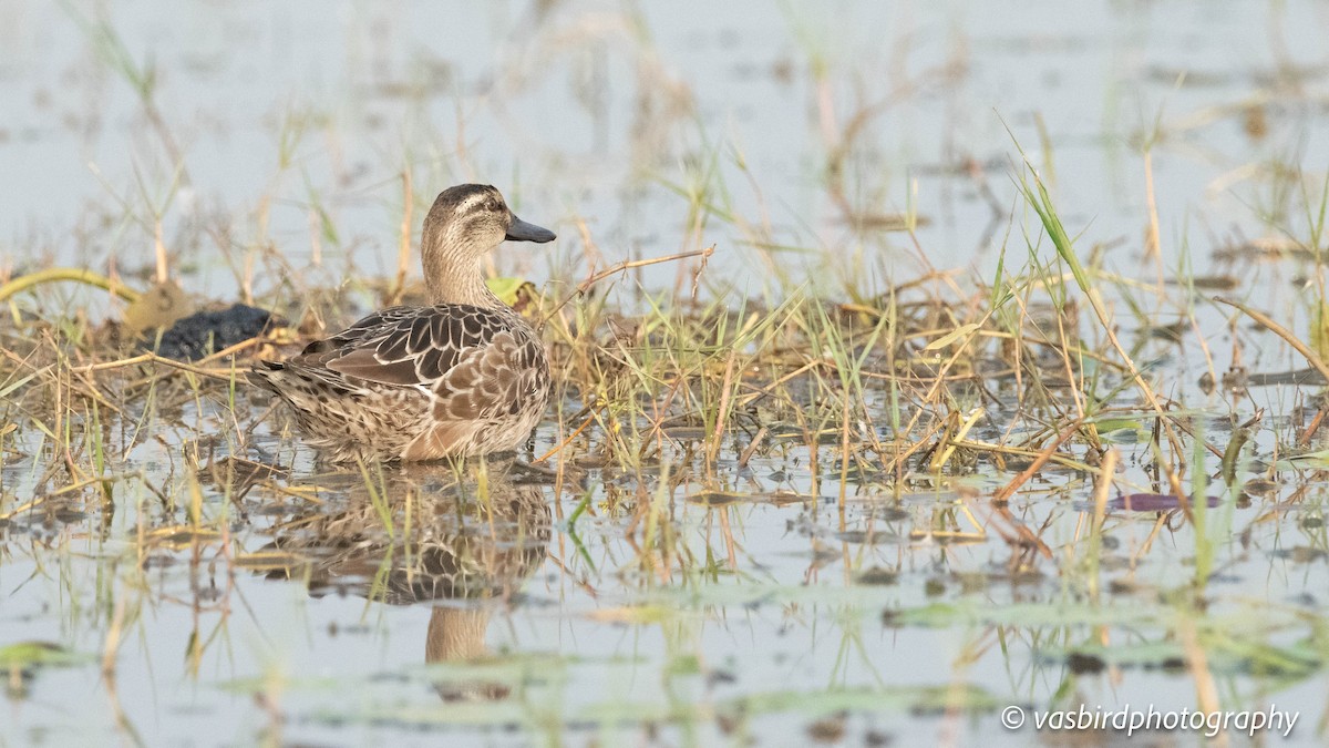 Garganey - ML646737886