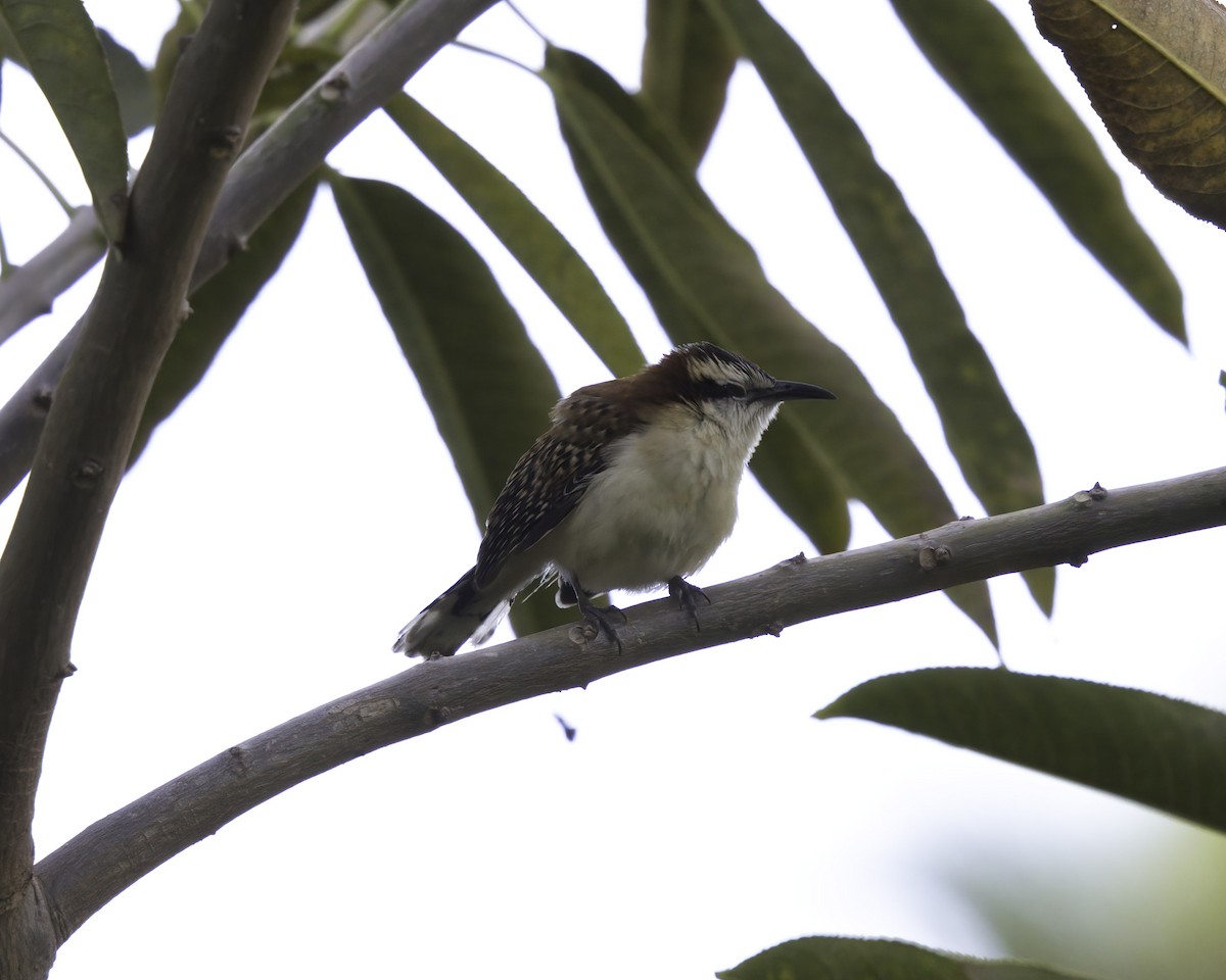 Rufous-backed Wren - ML646737888