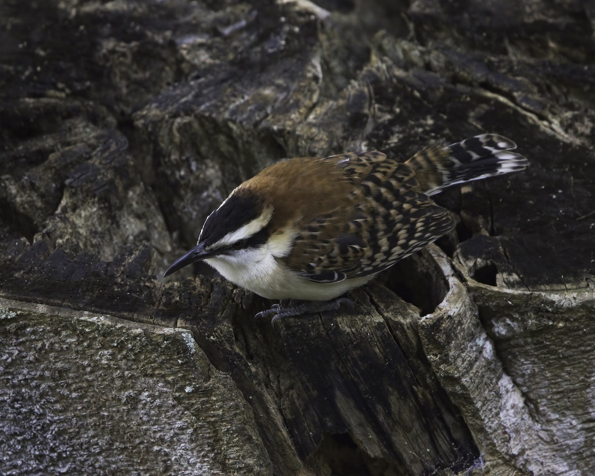 rødryggsmett - ML646737889