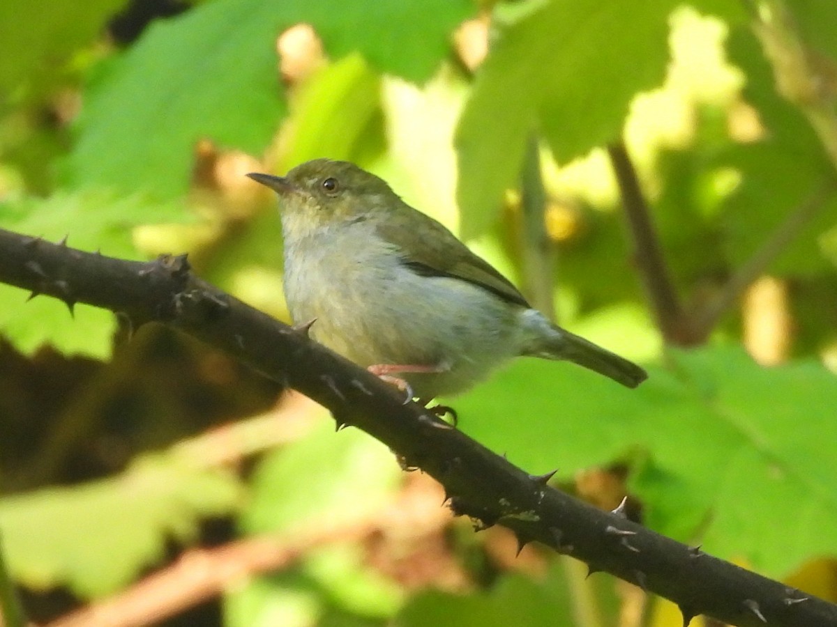 Jiji Verde - ML646737892