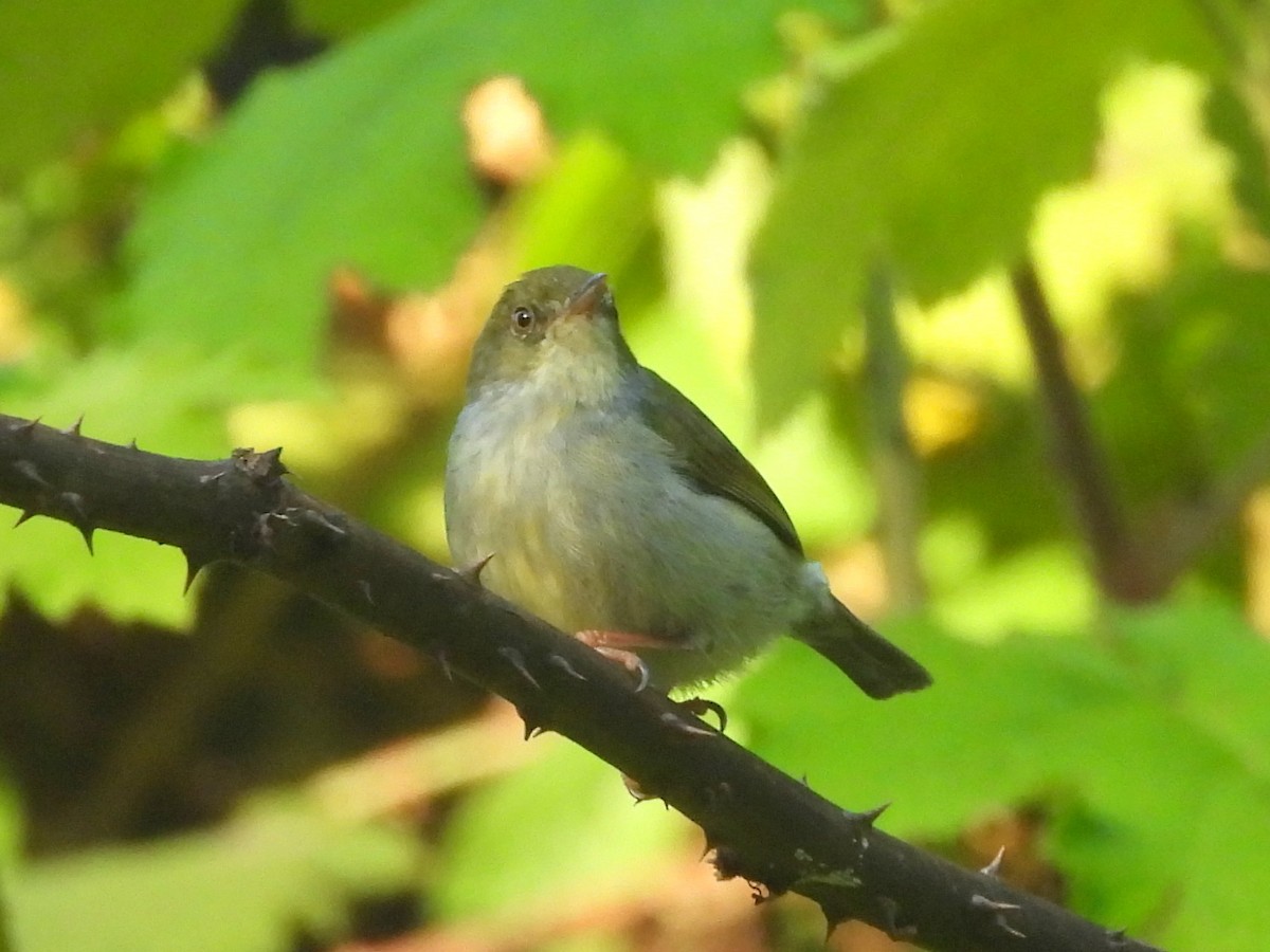 Jiji Verde - ML646737893