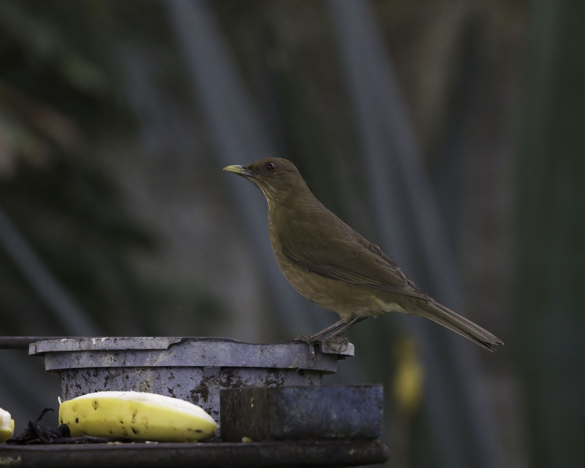 leirtrost - ML646737894