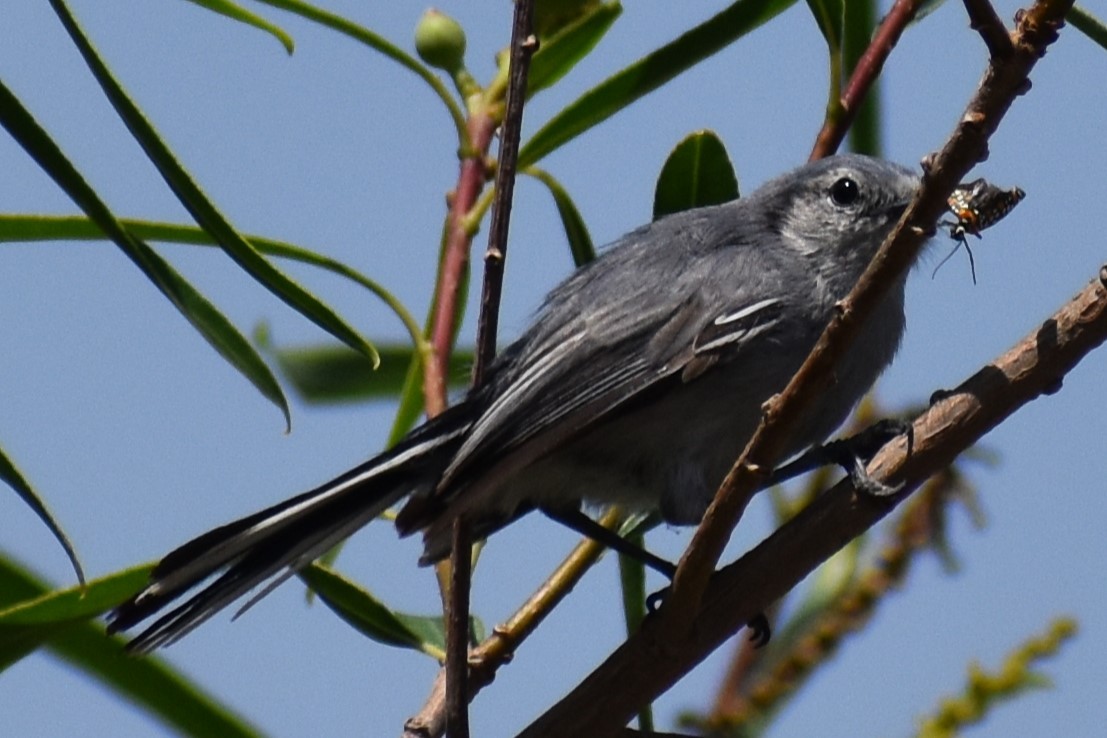 Maskenmückenfänger - ML646737895