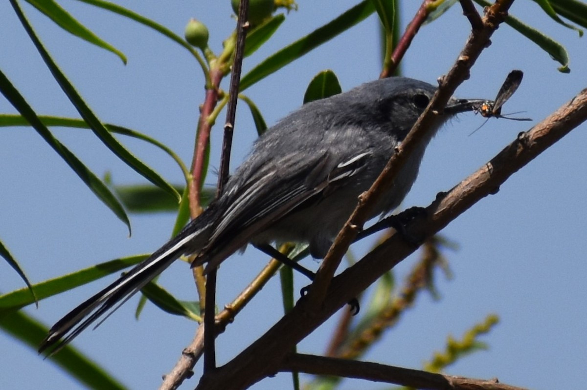 Maskenmückenfänger - ML646737896