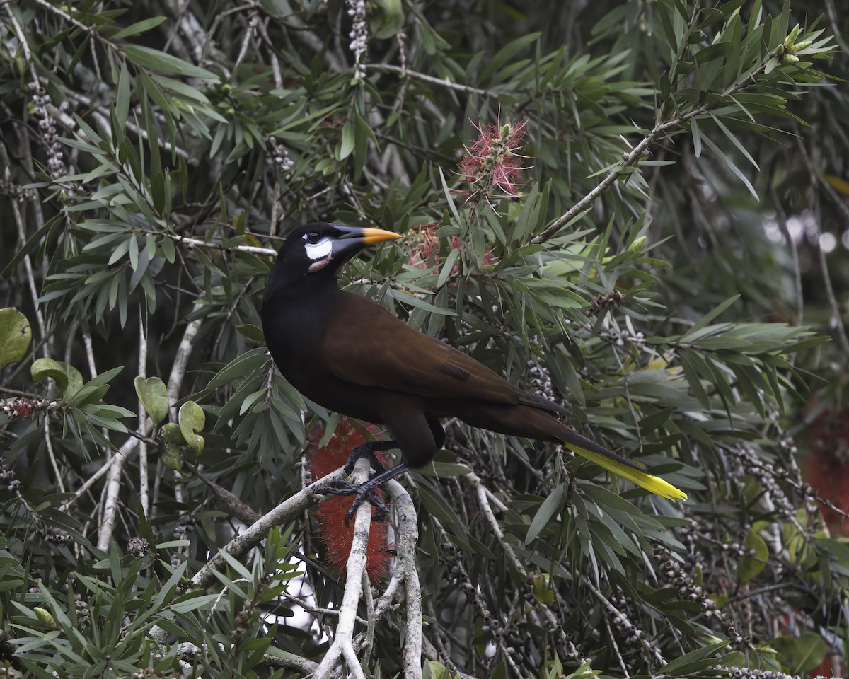 montezumaoropendola - ML646737898