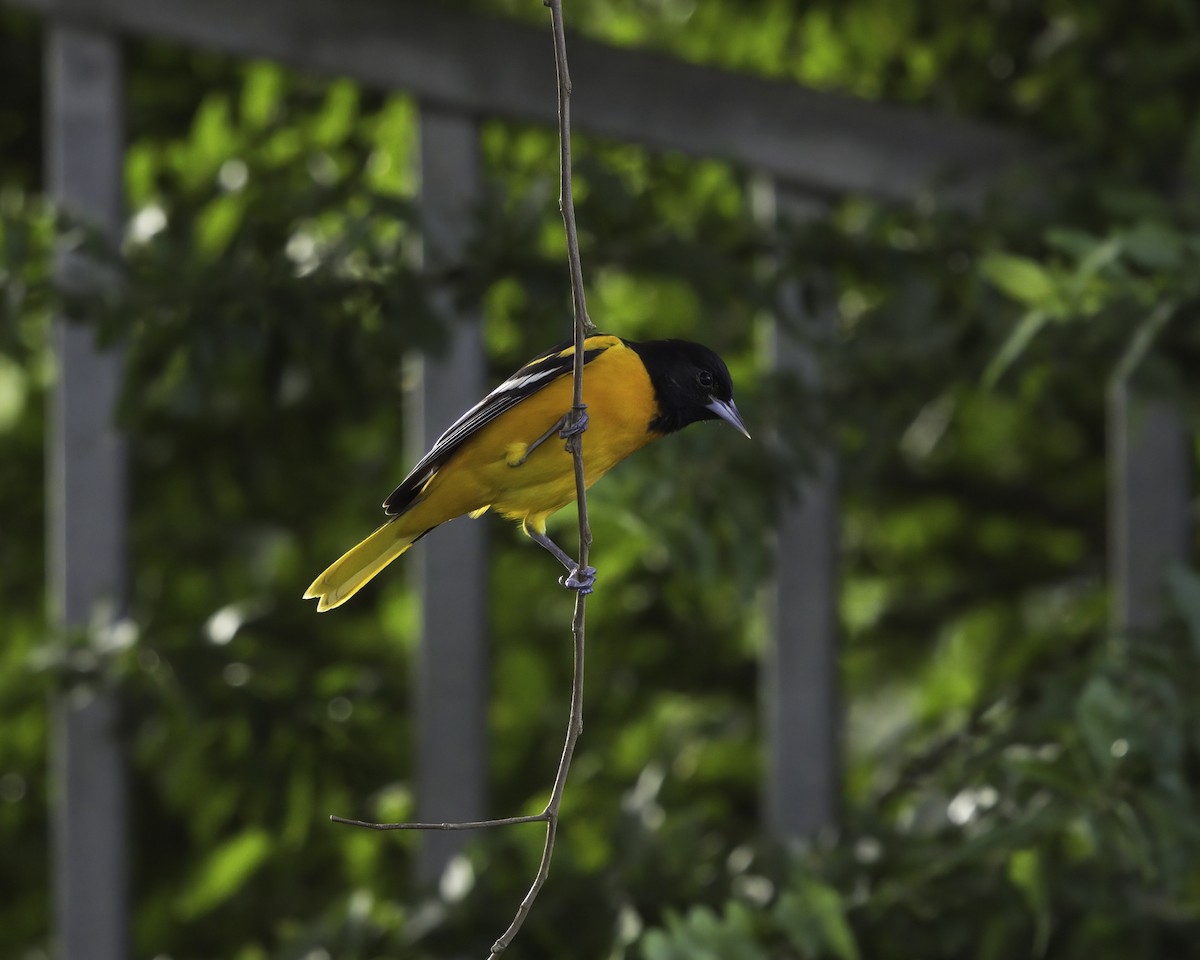 lundtrupial - ML646737899